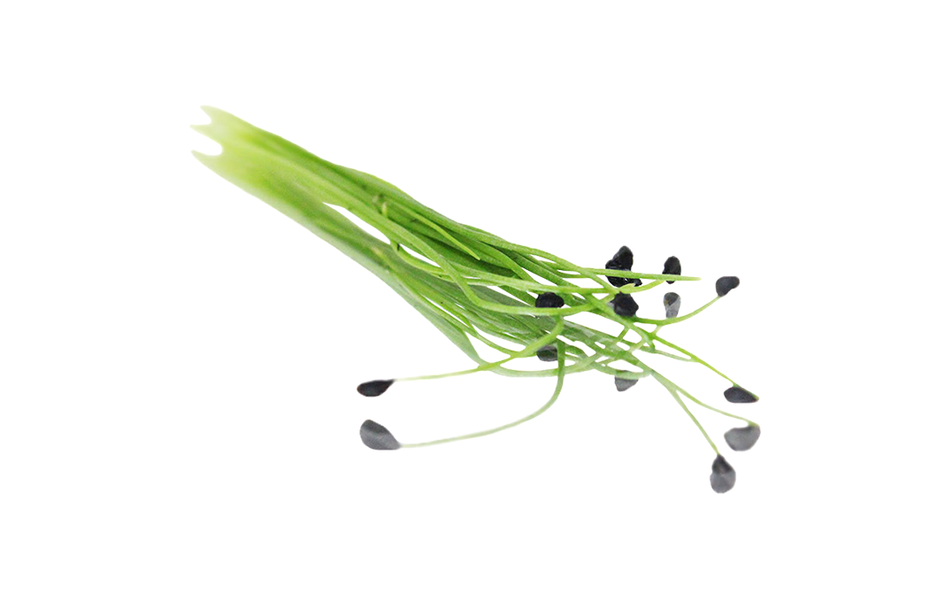 Simply Fresh Garlic Chives-LG    Box  1 pcs